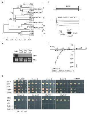 ZMK1 Is Involved in K+ Uptake and Regulated by Protein Kinase ZmCIPK23 in Zea mays